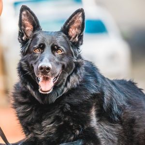 Meet your Posher, Donna